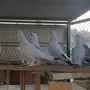 للبيع عشة حمام حب رمان