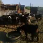 16 معزا طيبة ما شاء الله تبارك الله بسعر طيب 