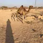 خلفة ساحلية للبيع او البدل المناسب