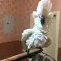 للبيع ببغاء كوكاتو امبريلا
