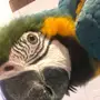 فرخ مكاو بلو اند قولد فر出した! (Blue and Gold Macaw Hatchling!)