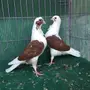 طبه بربريسي احمر
