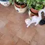 بسه شيرازي ذكر للبيع