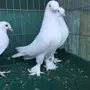 جوز تركي ابيض اكرست