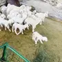ضان كفو 30 تحتها 31