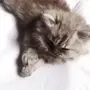 قطة هملايا عمرها شهر 