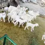 ضان ولد 30 تحتها 31