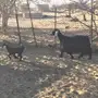 معزا للبيع 