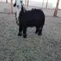 طلي للبيع