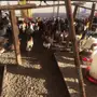 دجاج بلدي بياض 