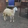 فحل صنف ابرص 