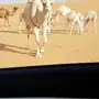 10 مغاتير للبيع منوه القناي