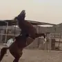 حصان شعبي كفو 
