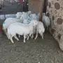ذبايح حريه بسعار منافسه 