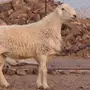 فحل حري مشروط للبيع او البدل بماعز او ضأن 