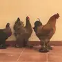 دجاج براهما بياض وتحضين 