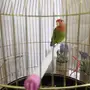 روز للبيع