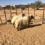 طليان نعيم جذعان