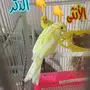 جوز كناري جواهز شرط تغريد الذكر مع الأنثى