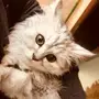 قطه صغيرة جميله قززومه لعشاق القطط 