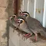 قهد للبيع او معاريف 