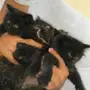 قطط للبيع 