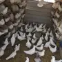 حمام فرنسي عشة كامله