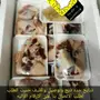 ذبائح حري وسواكني وتيوس انظر لتقيم والردود