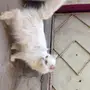 للبيع قطه 