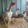 حجازي او فارسي ديك و 4دجاجات