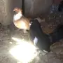 حمام للبيع 