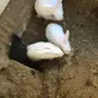للبيع ارانب صغار