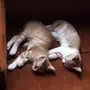 قط منزلي (  للتبني بدون مقابل ) 