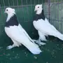 طبه حمام ايراني