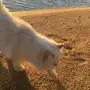 هاف بيكي مستوى عالي للبيع 