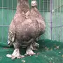 جوز فراشه