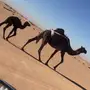 خلفه مجهم طيبه للبيع 