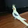 كروان لاتينو 