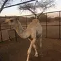 قعود مفرود للبيع ))