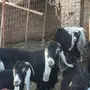 تيس عراضي