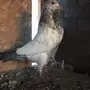 طبتين تيدي 