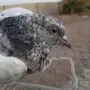 حمام باكستاني للبيع او البدل