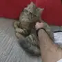 قطه شيرازي للتبني