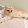 قط ذكر جميل للتبني