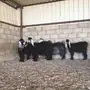 معزاء عوارض خلفات 