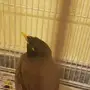 طير ماينا قلاب