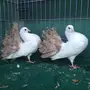 طبه رقاص مذيله اصفر