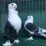 جوز حب رمان مكتف اسود