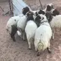 طليان نعيم جذعان