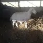 للبيع حرية تحت واحد دواغير 2 نعيم و 1حري يتيم